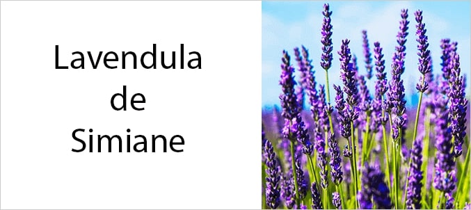 Lavendula wybiera zgrzewanie indukcyjne